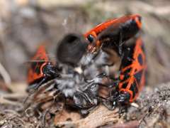 Pyrrhocoris apterus